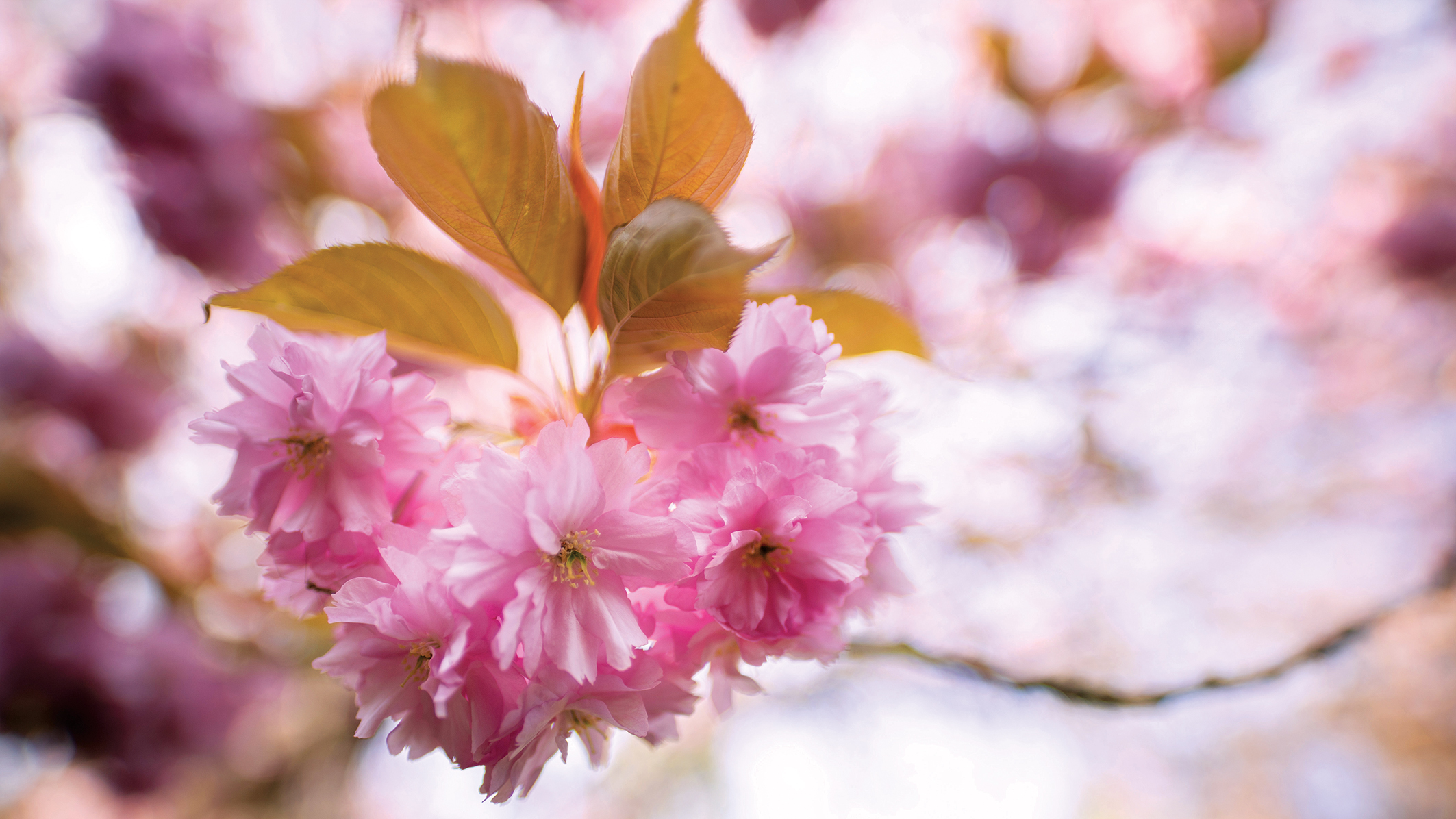 Delicate pink cherry blossoms clustered on a branch, with soft blurred background hues of pink and green